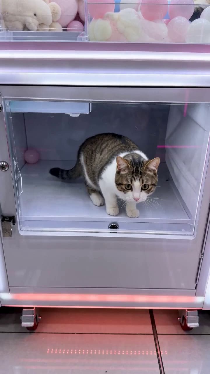 Real-Life Claw Machine Copies