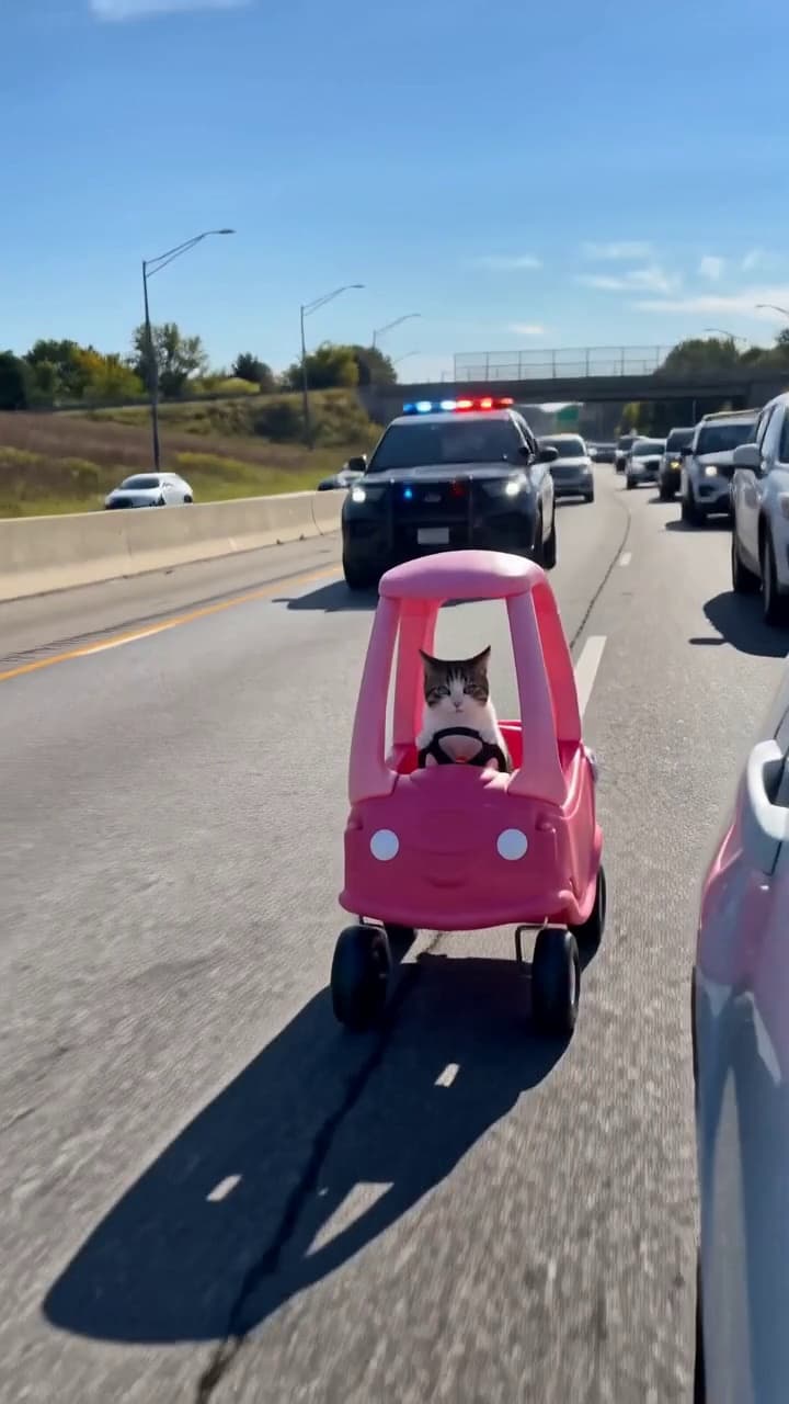 Tiny Pet Highway Getaway