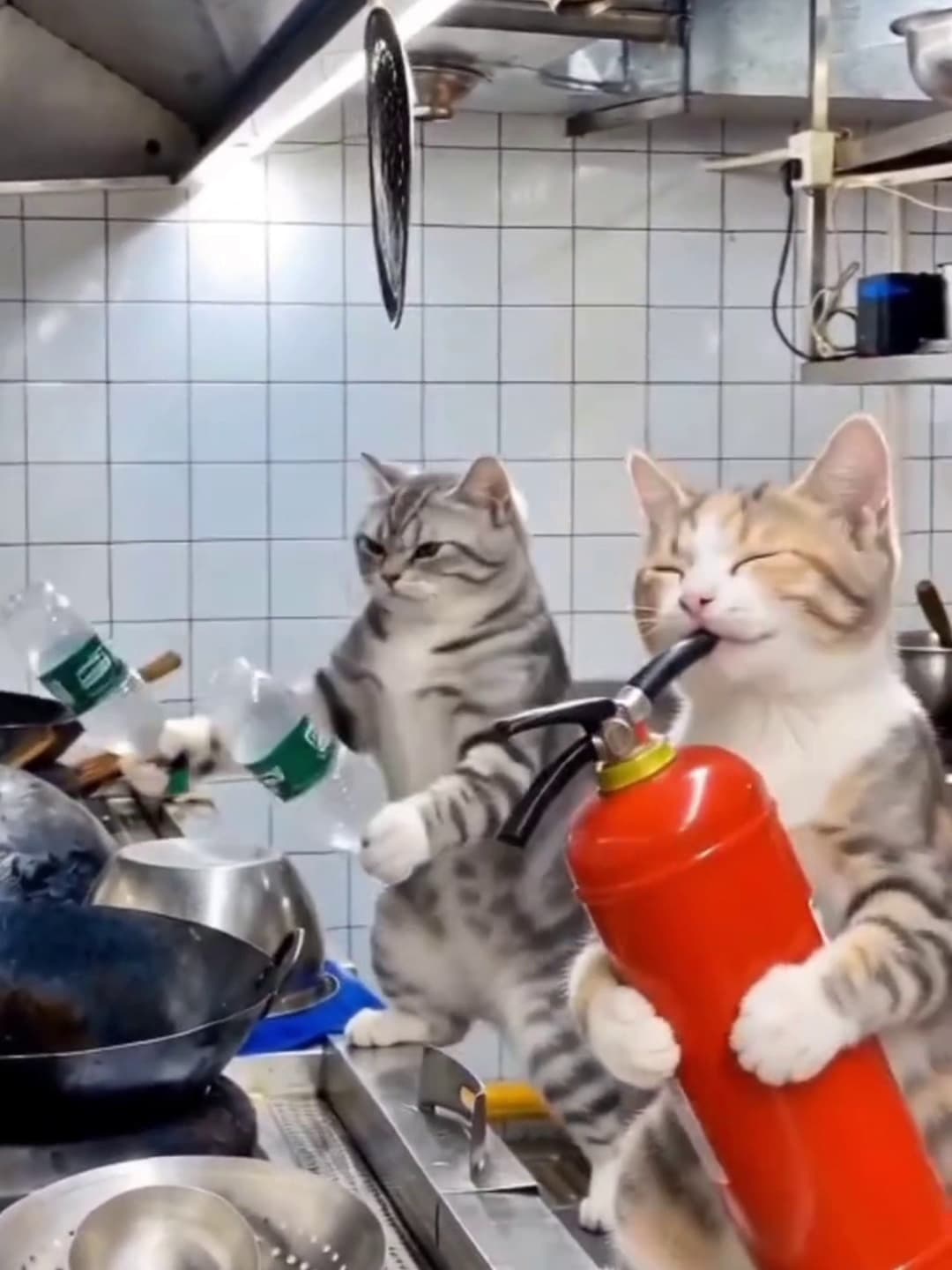 The band in the kitchen