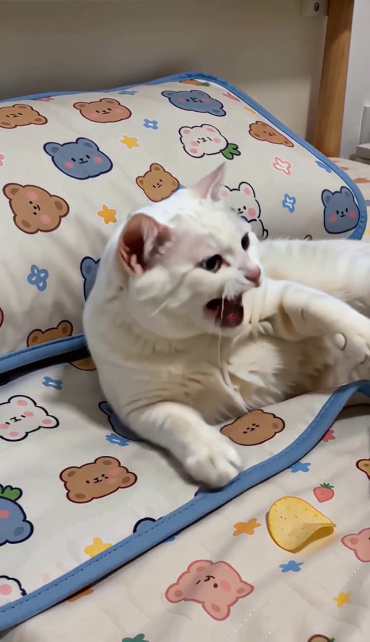 Don't take the kitten's phone, it will throw a tantrum.