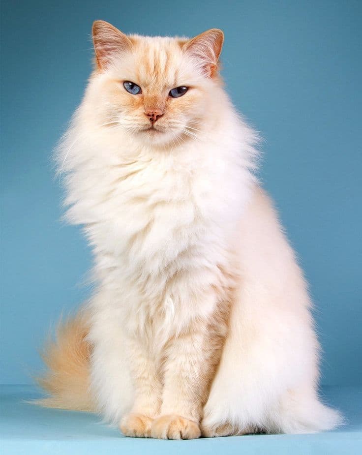 Princesa Patitas
