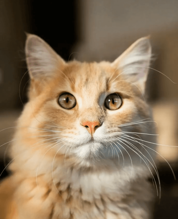 Gigante Adorable